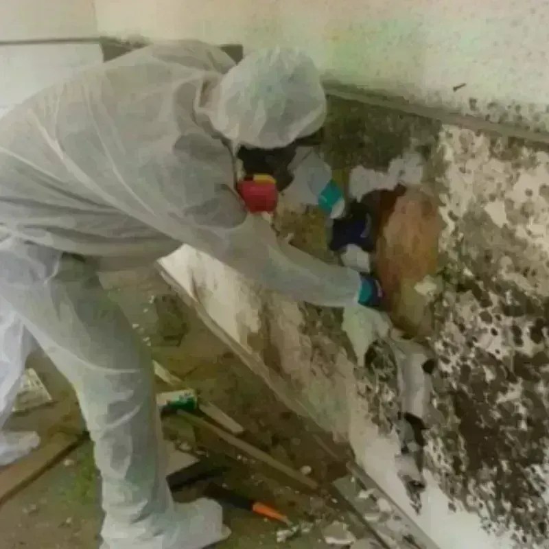 Mold Remediation and Removal in North Lakeport, CA